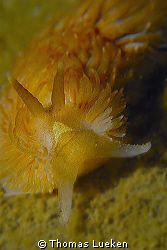 nudi from the Netherlands, D200 by Thomas Lueken 